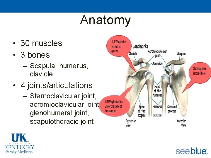 Anatomy • 30 muscles • 3 bones – Scapula, humerus, clavicle • 4 joints/articulations