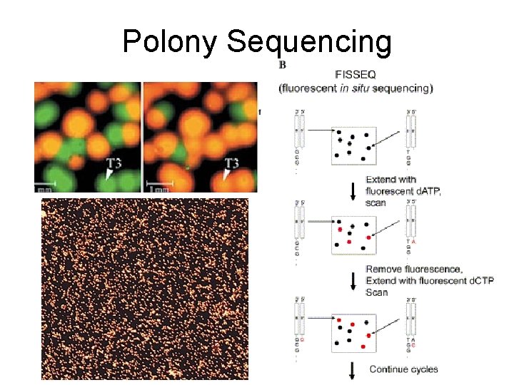 Polony Sequencing Polony Sequencing