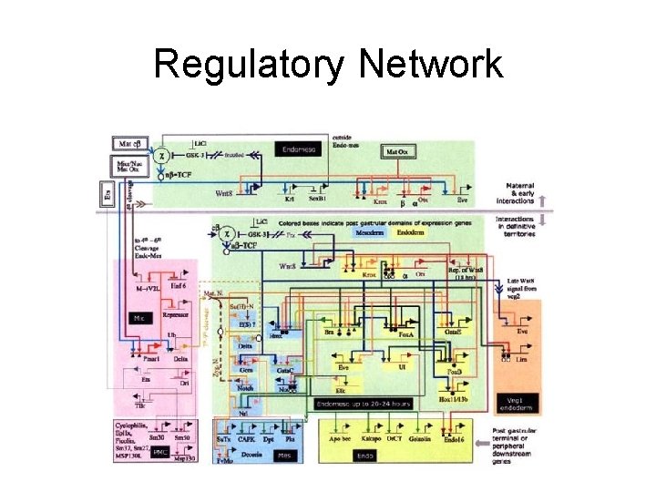 Regulatory Network Regulatory Network