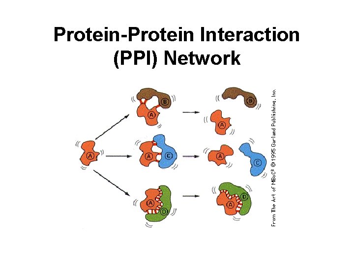Protein-Protein Interaction (PPI) Network Protein-Protein Interaction (PPI) Network