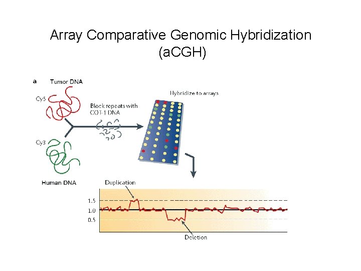 Array Comparative Genomic Hybridization (a. CGH) Array Comparative Genomic Hybridization (a. CGH)