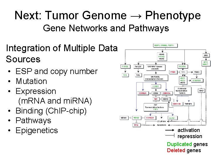 Next: Tumor Genome → Phenotype Gene Networks and Pathways Integration of Multiple Data Sources Next: Tumor Genome → Phenotype Gene Networks and Pathways Integration of Multiple Data Sources