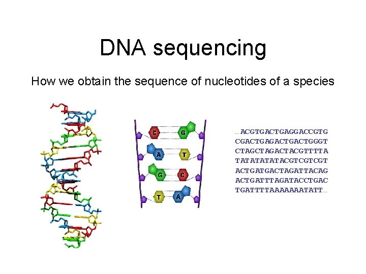 DNA sequencing How we obtain the sequence of nucleotides of a species …ACGTGACTGAGGACCGTG CGACTGACTGGGT DNA sequencing How we obtain the sequence of nucleotides of a species …ACGTGACTGAGGACCGTG CGACTGACTGGGT