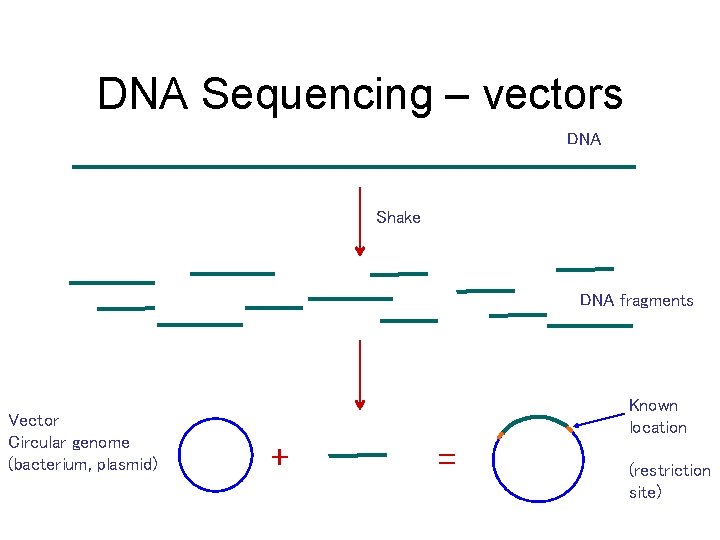 DNA Sequencing – vectors DNA Shake DNA fragments Vector Circular genome (bacterium, plasmid) Known DNA Sequencing – vectors DNA Shake DNA fragments Vector Circular genome (bacterium, plasmid) Known