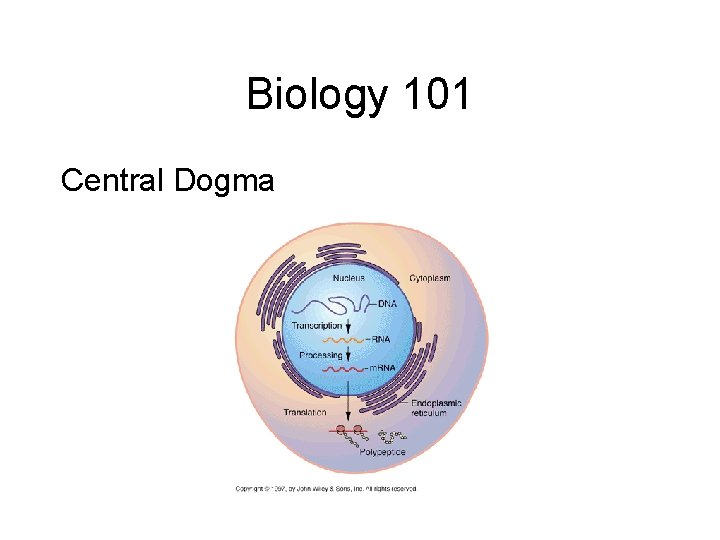 Biology 101 Central Dogma Biology 101 Central Dogma