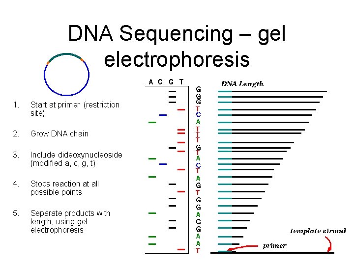 DNA Sequencing – gel electrophoresis 1. Start at primer (restriction site) 2. Grow DNA DNA Sequencing – gel electrophoresis 1. Start at primer (restriction site) 2. Grow DNA