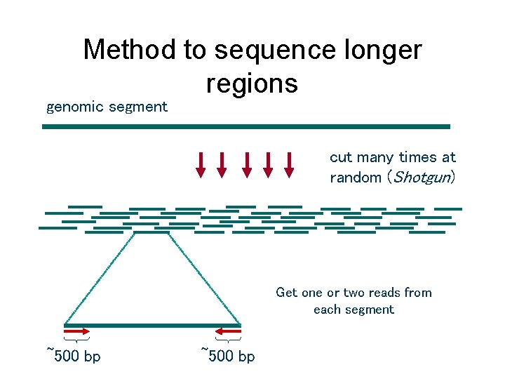 Method to sequence longer regions genomic segment cut many times at random (Shotgun) Get Method to sequence longer regions genomic segment cut many times at random (Shotgun) Get