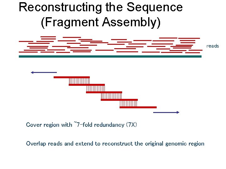 Reconstructing the Sequence (Fragment Assembly) reads Cover region with ~7 -fold redundancy (7 X) Reconstructing the Sequence (Fragment Assembly) reads Cover region with ~7 -fold redundancy (7 X)