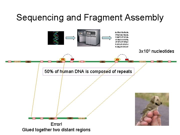 Sequencing and Fragment Assembly AGTAGCACAGA CTACGACGAGA CGATCGTGCGACGGCGTA GTGTGCTGTAC TGTCGTGTGTG TGTACTCTCCT 3 x 109 nucleotides Sequencing and Fragment Assembly AGTAGCACAGA CTACGACGAGA CGATCGTGCGACGGCGTA GTGTGCTGTAC TGTCGTGTGTG TGTACTCTCCT 3 x 109 nucleotides