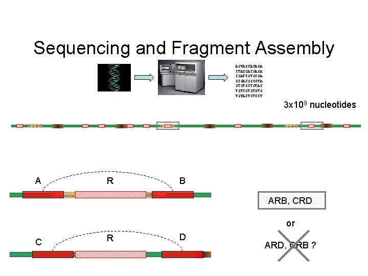 Sequencing and Fragment Assembly AGTAGCACAGA CTACGACGAGA CGATCGTGCGACGGCGTA GTGTGCTGTAC TGTCGTGTGTG TGTACTCTCCT 3 x 109 nucleotides Sequencing and Fragment Assembly AGTAGCACAGA CTACGACGAGA CGATCGTGCGACGGCGTA GTGTGCTGTAC TGTCGTGTGTG TGTACTCTCCT 3 x 109 nucleotides