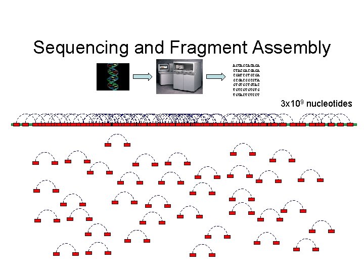 Sequencing and Fragment Assembly AGTAGCACAGA CTACGACGAGA CGATCGTGCGACGGCGTA GTGTGCTGTAC TGTCGTGTGTG TGTACTCTCCT 3 x 109 nucleotides Sequencing and Fragment Assembly AGTAGCACAGA CTACGACGAGA CGATCGTGCGACGGCGTA GTGTGCTGTAC TGTCGTGTGTG TGTACTCTCCT 3 x 109 nucleotides