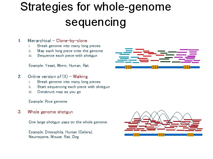 Strategies for whole-genome sequencing 1. Hierarchical – Clone-by-clone i. iii. Break genome into many Strategies for whole-genome sequencing 1. Hierarchical – Clone-by-clone i. iii. Break genome into many