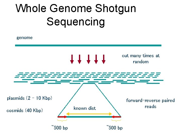 Whole Genome Shotgun Sequencing genome cut many times at random plasmids (2 – 10 Whole Genome Shotgun Sequencing genome cut many times at random plasmids (2 – 10