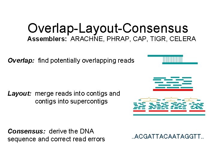 Overlap-Layout-Consensus Assemblers: ARACHNE, PHRAP, CAP, TIGR, CELERA Overlap: find potentially overlapping reads Layout: merge Overlap-Layout-Consensus Assemblers: ARACHNE, PHRAP, CAP, TIGR, CELERA Overlap: find potentially overlapping reads Layout: merge