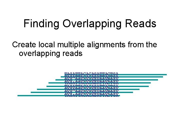 Finding Overlapping Reads Create local multiple alignments from the overlapping reads TAGATTACACAGATTACTGA TAG TTACACAGATTATTGA Finding Overlapping Reads Create local multiple alignments from the overlapping reads TAGATTACACAGATTACTGA TAG TTACACAGATTATTGA