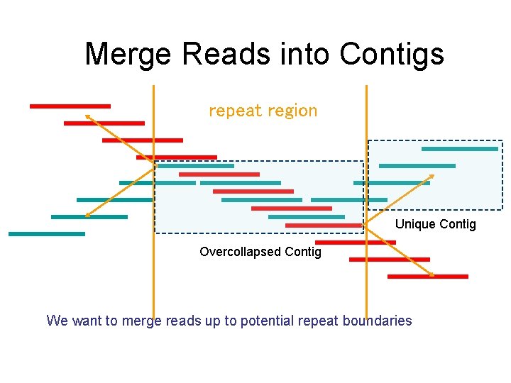 Merge Reads into Contigs repeat region Unique Contig Overcollapsed Contig We want to merge Merge Reads into Contigs repeat region Unique Contig Overcollapsed Contig We want to merge