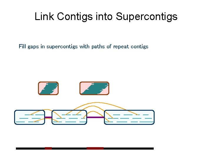 Link Contigs into Supercontigs Fill gaps in supercontigs with paths of repeat contigs Link Contigs into Supercontigs Fill gaps in supercontigs with paths of repeat contigs