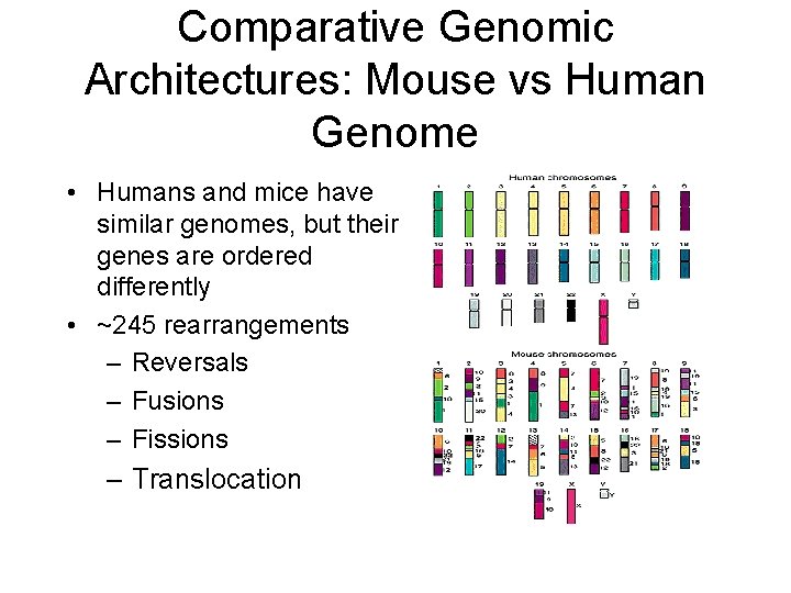 Comparative Genomic Architectures: Mouse vs Human Genome • Humans and mice have similar genomes, Comparative Genomic Architectures: Mouse vs Human Genome • Humans and mice have similar genomes,