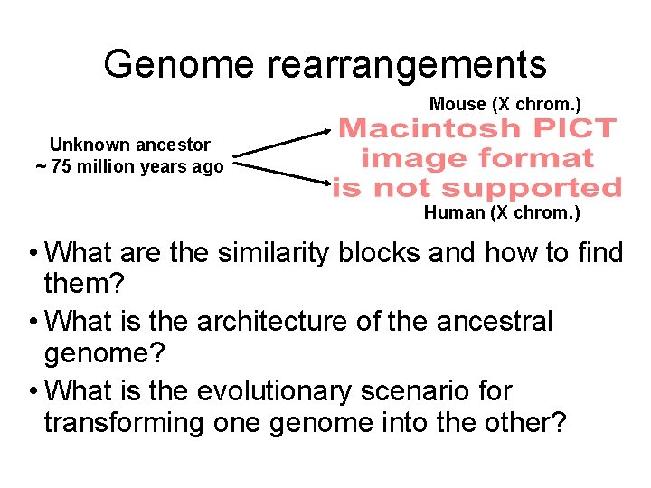 Genome rearrangements Mouse (X chrom. ) Unknown ancestor ~ 75 million years ago Human Genome rearrangements Mouse (X chrom. ) Unknown ancestor ~ 75 million years ago Human
