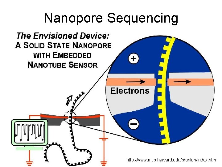 Nanopore Sequencing http: //www. mcb. harvard. edu/branton/index. htm Nanopore Sequencing http: //www. mcb. harvard. edu/branton/index. htm