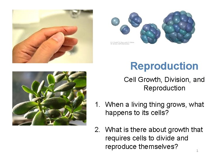 Lesson Overview Cell Growth, Division, and Reproduction 1. When a living thing grows, what