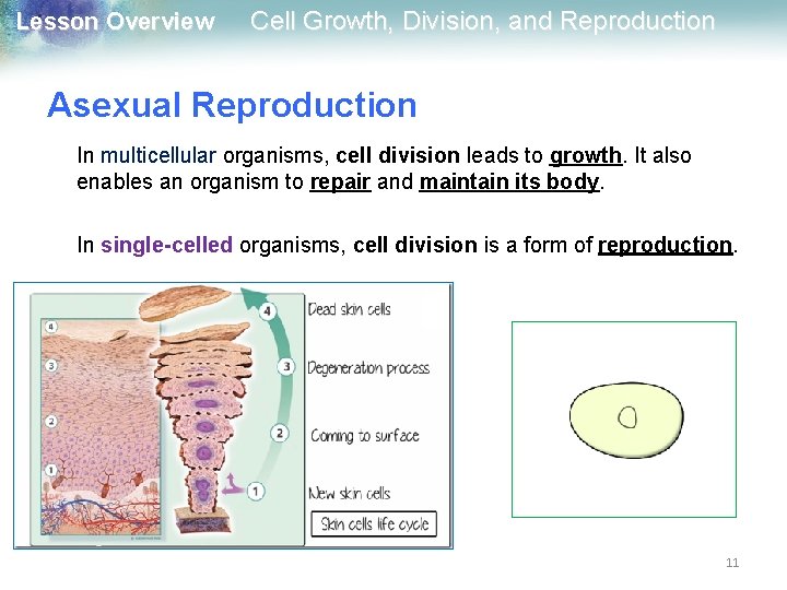 Lesson Overview Cell Growth, Division, and Reproduction Asexual Reproduction In multicellular organisms, cell division