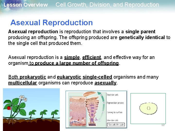 Lesson Overview Cell Growth, Division, and Reproduction Asexual reproduction is reproduction that involves a