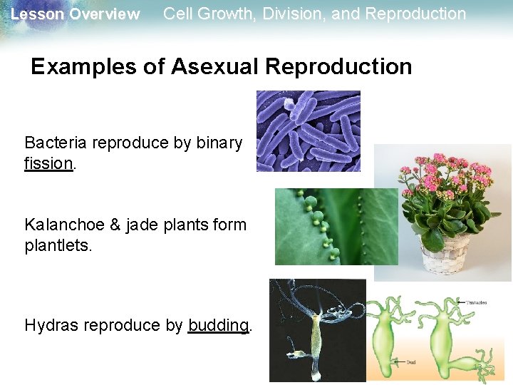 Lesson Overview Cell Growth, Division, and Reproduction Examples of Asexual Reproduction Bacteria reproduce by