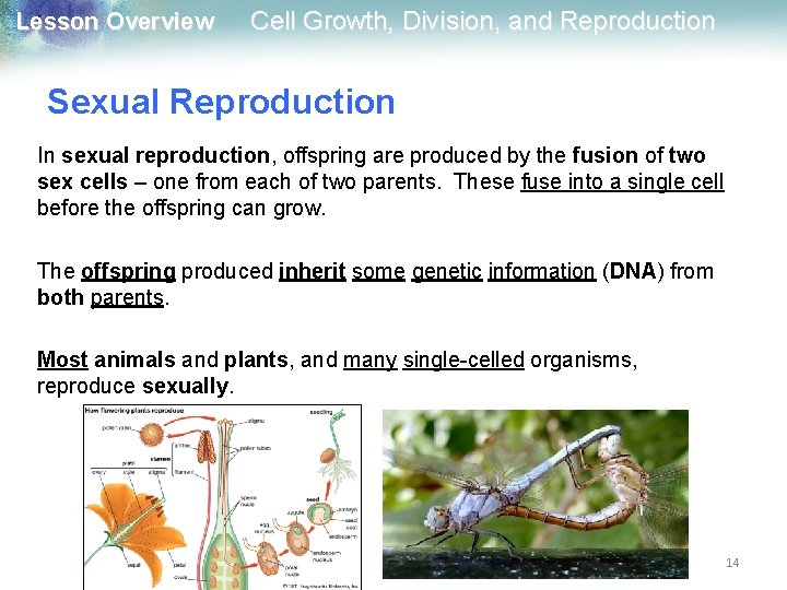 Lesson Overview Cell Growth, Division, and Reproduction Sexual Reproduction In sexual reproduction, offspring are