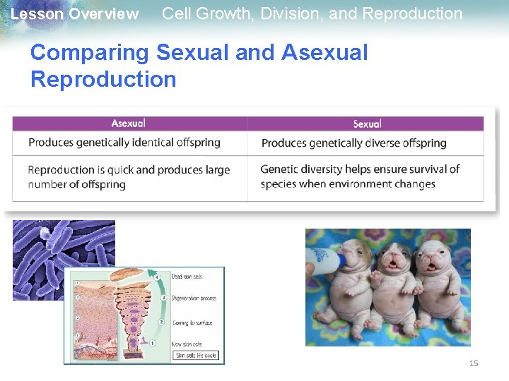 Lesson Overview Cell Growth, Division, and Reproduction Comparing Sexual and Asexual Reproduction 15 