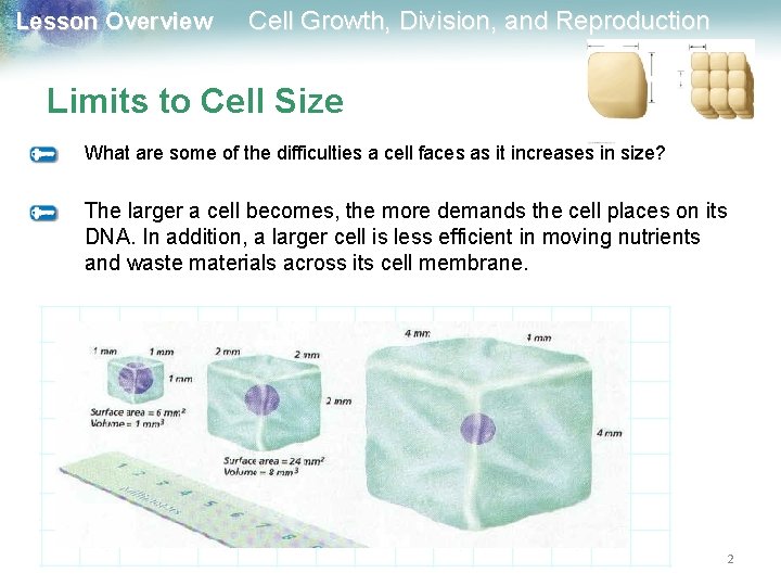 Lesson Overview Cell Growth, Division, and Reproduction Limits to Cell Size What are some