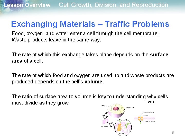 Lesson Overview Cell Growth, Division, and Reproduction Exchanging Materials – Traffic Problems Food, oxygen,