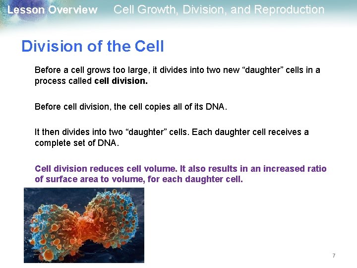 Lesson Overview Cell Growth, Division, and Reproduction Division of the Cell Before a cell