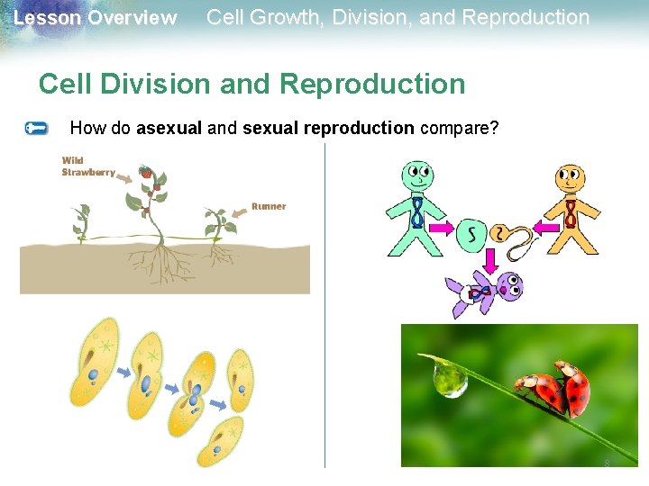 Lesson Overview Cell Growth, Division, and Reproduction Cell Division and Reproduction How do asexual