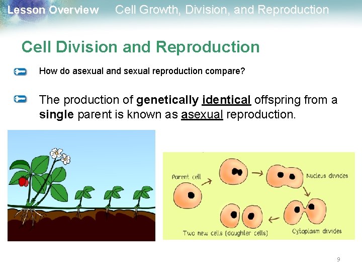 Lesson Overview Cell Growth, Division, and Reproduction Cell Division and Reproduction How do asexual