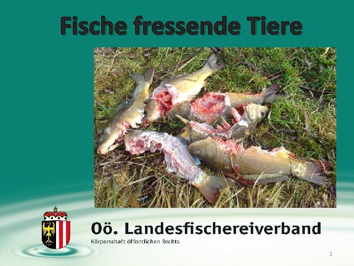 Fische fressende Tiere 1 