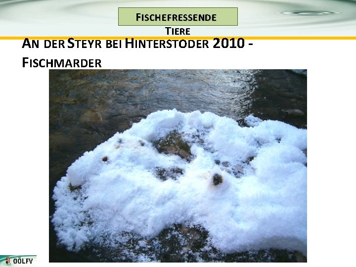 F ISCHE FRESSENDE T IERE AN DER STEYR BEI HINTERSTODER 2010 FISCHMARDER 