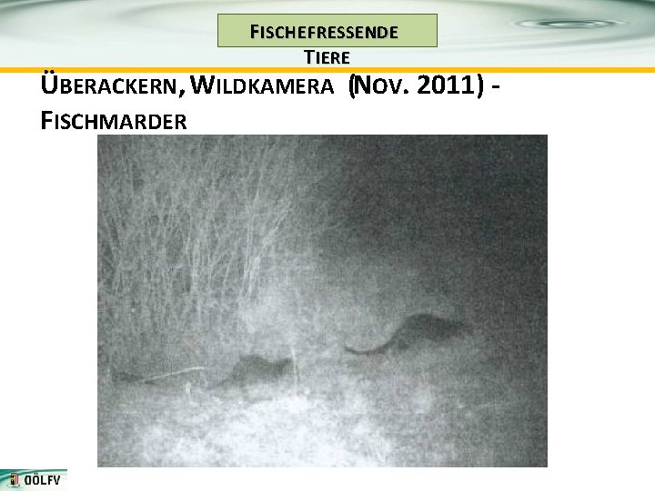 F ISCHE FRESSENDE T IERE ÜBERACKERN, WILDKAMERA (NOV. 2011) FISCHMARDER 