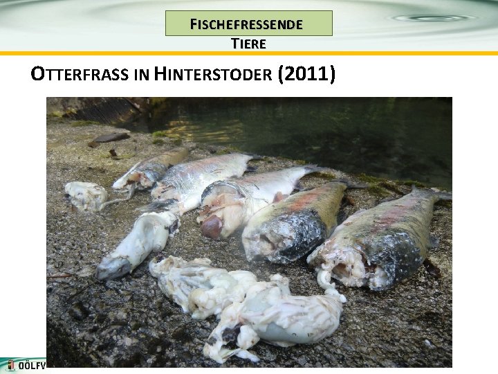 F ISCHE FRESSENDE T IERE OTTERFRASS IN HINTERSTODER (2011) 