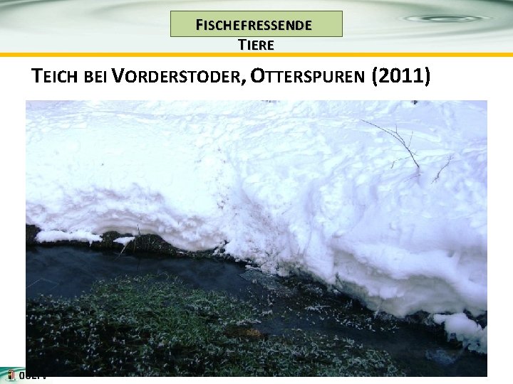 F ISCHE FRESSENDE T IERE TEICH BEI VORDERSTODER, OTTERSPUREN (2011) 