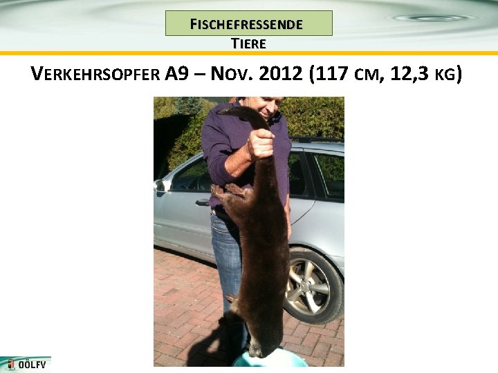 F ISCHE FRESSENDE T IERE VERKEHRSOPFER A 9 – NOV. 2012 (117 CM, 12,