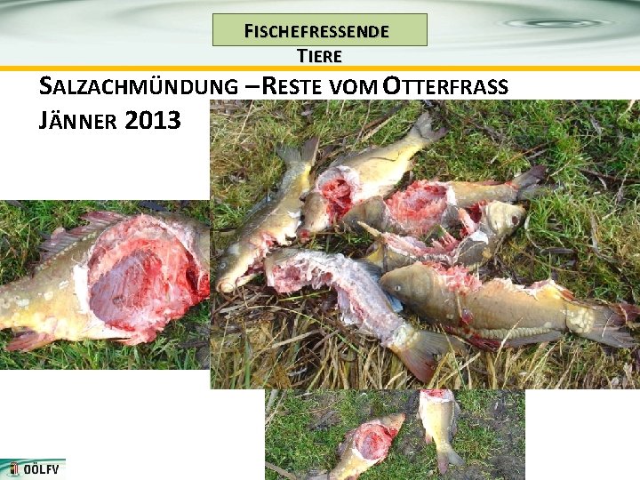 F ISCHE FRESSENDE T IERE SALZACHMÜNDUNG – RESTE VOM OTTERFRASS JÄNNER 2013 