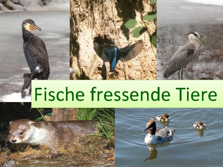 Fische fressende Tiere 2 