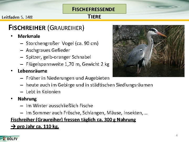 Leitfaden S. 348 F ISCHE FRESSENDE T IERE FISCHREIHER (GRAUREIHER) • Merkmale – Storchengroßer