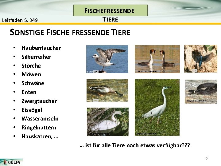 Leitfaden S. 349 F ISCHE FRESSENDE T IERE SONSTIGE FISCHE FRESSENDE TIERE • •