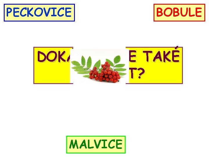 PECKOVICE BOBULE DOKÁŽETE JE TAKÉ ZAŘADIT? MALVICE 