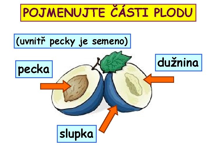 POJMENUJTE ČÁSTI PLODU (uvnitř pecky je semeno) dužnina pecka slupka 