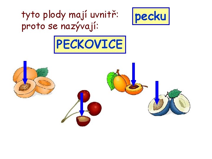 tyto plody mají uvnitř: proto se nazývají: PECKOVICE pecku 