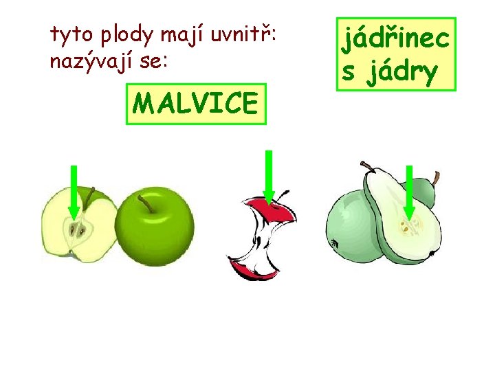 tyto plody mají uvnitř: nazývají se: MALVICE jádřinec s jádry 