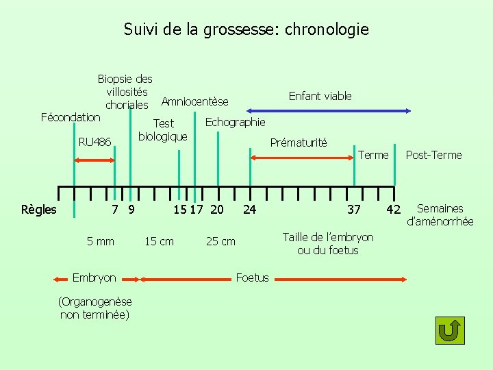 Suivi de la grossesse: chronologie Biopsie des villosités choriales Amniocentèse Fécondation Echographie Test biologique Suivi de la grossesse: chronologie Biopsie des villosités choriales Amniocentèse Fécondation Echographie Test biologique